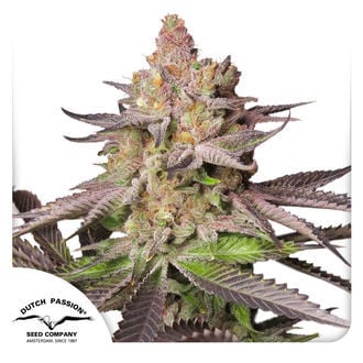 Melonade Runtz (Dutch Passion) feminized