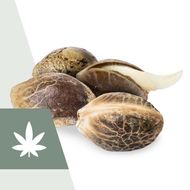 Marijuana Seeds