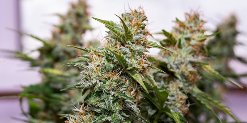 Wedding Cake von Zamnesia Seeds: Wird Dir viele Abende Freude bereiten!