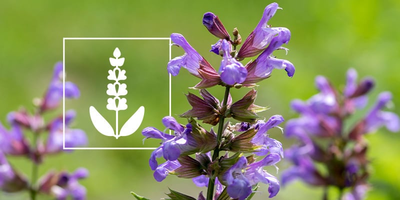 Salvia divinorum: Alles, was du wissen musst