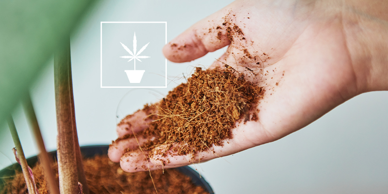 Alles Wissenswerte über den Anbau von Cannabis in Kokosfasern