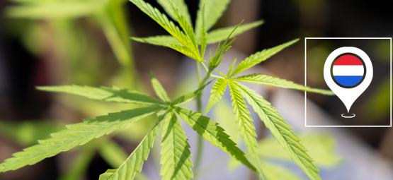 Best outdoor cannabis strains to grow in the Netherlands