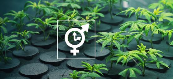 Is It Possible To Take Clones From An Autoflowering Strain?