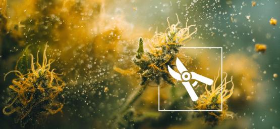 The 6 Best Ways to Make Hash
