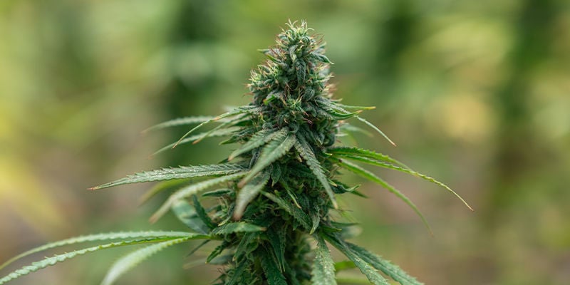 Cannabis strains known for intense effects