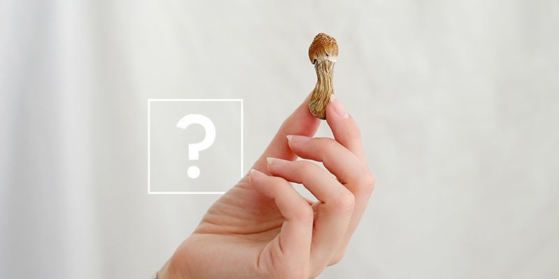 Which one should you choose: Magic truffles or magic mushrooms?