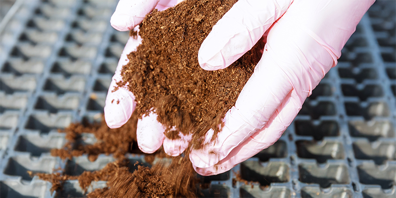 What are the downsides to growing cannabis in coco coir?