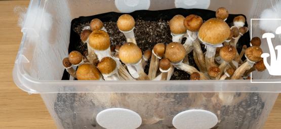 How to Build Your Own Monotub and Grow Mushrooms in Bulk