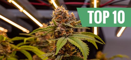 Top 10 tallest cannabis strains