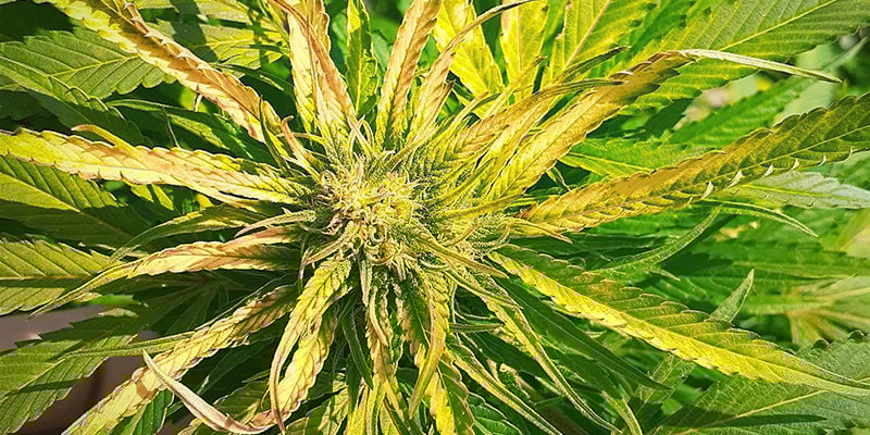 What a Sulphur deficiency looks like in a cannabis plant