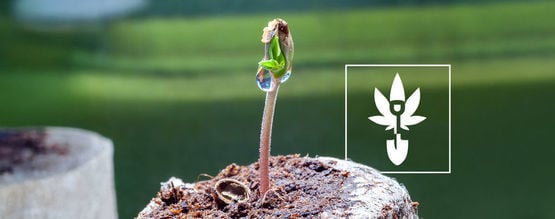 How to germinate cannabis seeds