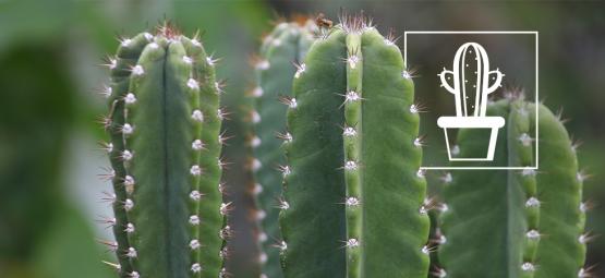 How to grow and care for the San Pedro cactus